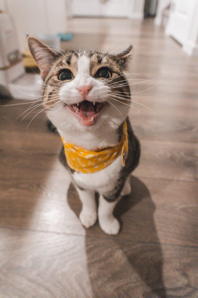 A cat with a bandana around its neck makes a goofy face. Feline silliness is one of the best reasons to get a cat.