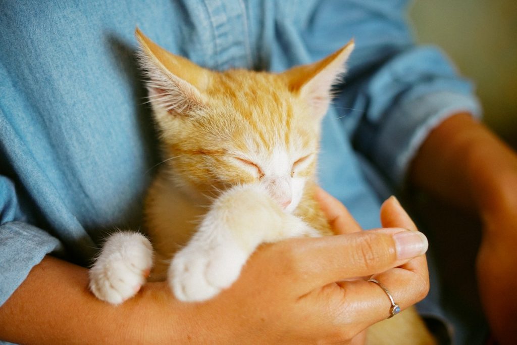 A sweet orange kitten gets cuddles from a human. Cuddles are one of the best reasons to get a cat.