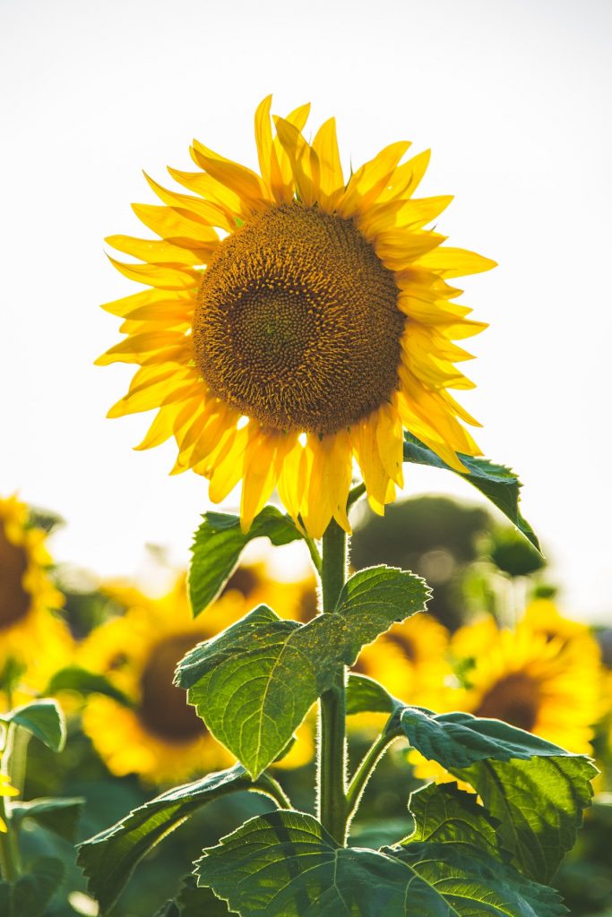 A close up photo of a sunflower amidst a field of sunflowers on a sunny day. 