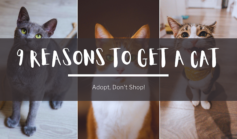 a promo collage for a post on why you should get a cat adopt don't shop these are 9 reasons to get a cat, images in collage are a grey cat an orange tabby cat and brown tabby cat