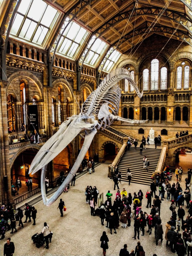 A photo of a natural history museum, featuring a large skeleton of a sea creature hanging above a crowd.