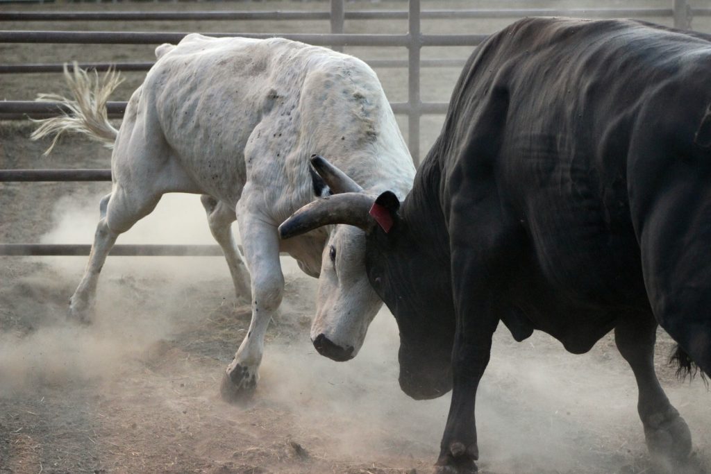 A photo of two bulls butting heads.